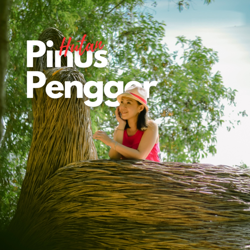 Paket Wisata Malang, Tour Bromo & Wisata di Malang - pinus pengger ...